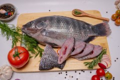 Gallery_BLACK TILAPIA