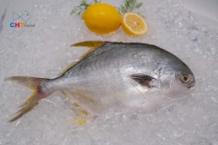 Gallery_POMPANO
