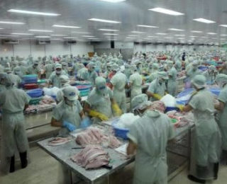 Pangasius processing plant. (Photo: Hung Vuong Corp)