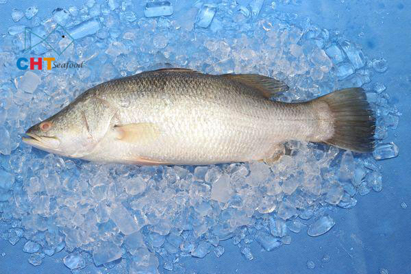 Barramundi