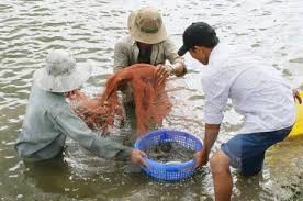 Shrimp harvest (Photo: Stockfile)