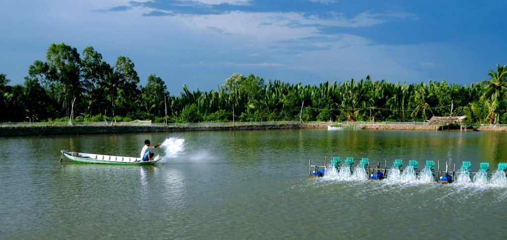 Farmer feeding shrimp. (Photo: Stock File)