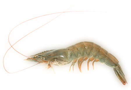 (Litopenaeus vannamei, formerly Penaeus vannamei), also known as Pacific white shrimp or king prawn. (Photo: Stock File)