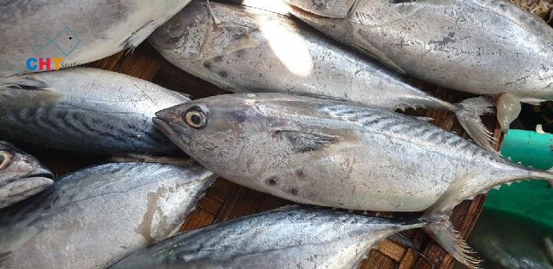 BONITO TUNA - WR - 800UP