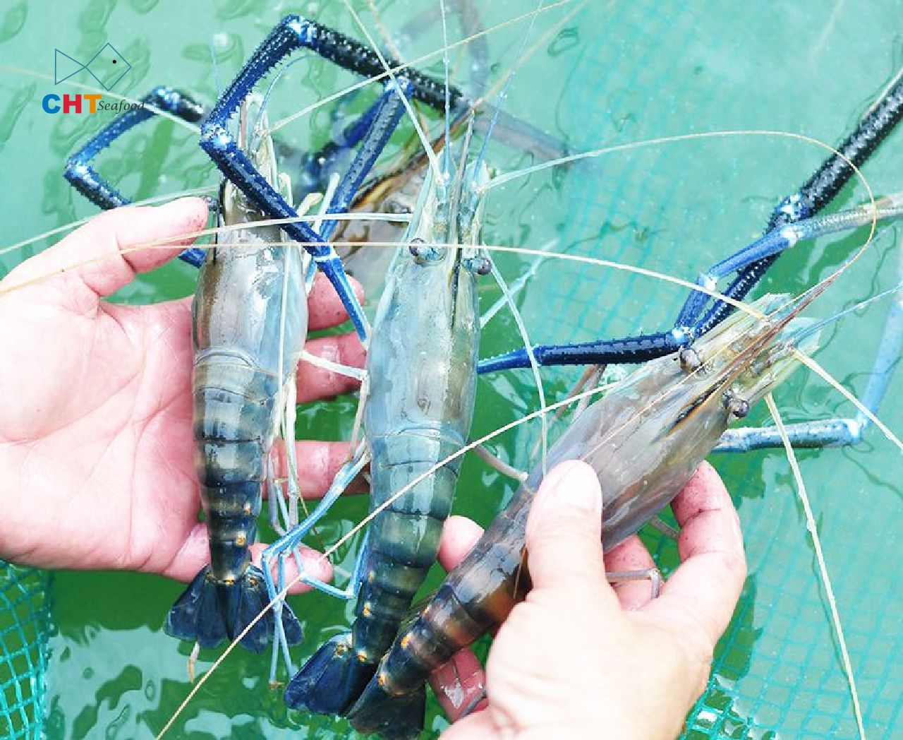 SCAMPI